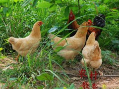 鸡怎么散养？鸡散养有什么方法吗？